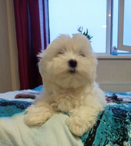 Щенки мальтийской болонки