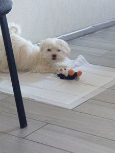 Щенки мальтийской болонки