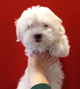 Щенки мальтийской болонки