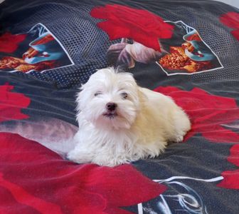 Щенки мальтийской болонки