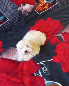 Щенки мальтийской болонки