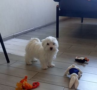 Щенки мальтийской болонки