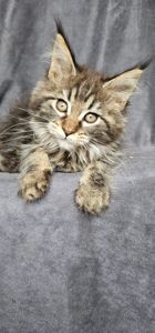 Девочка дикого/лесного окраса мейн кун