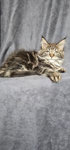 Девочка дикого/лесного окраса мейн кун