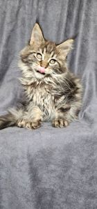 Девочка дикого/лесного окраса мейн кун