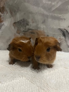 Американський крестед