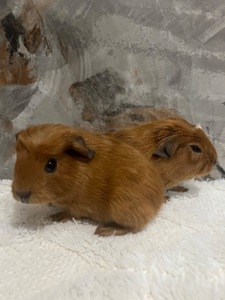 Американський крестед