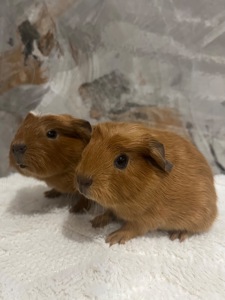 Американський крестед