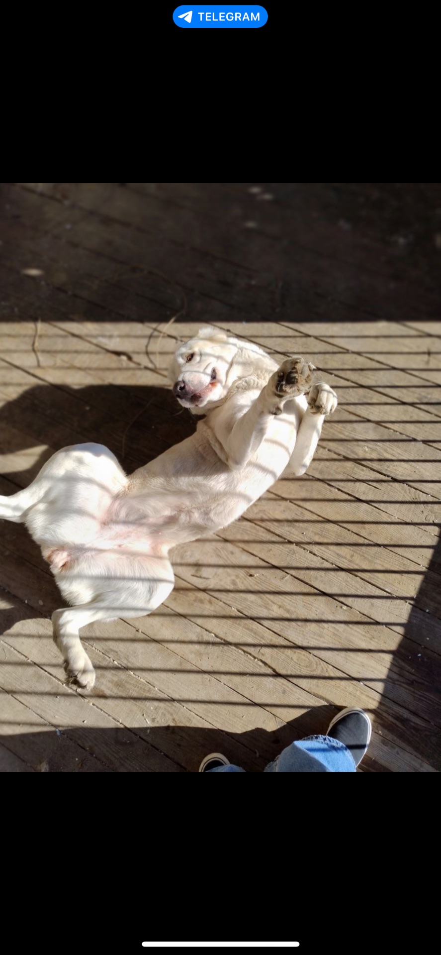 Алабай дівчинка