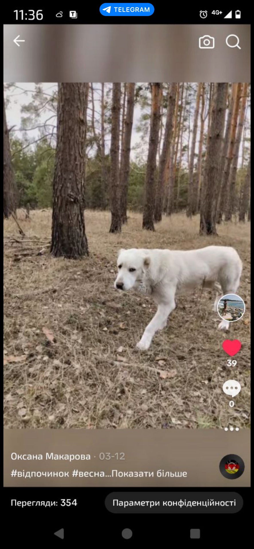 Алабай дівчинка