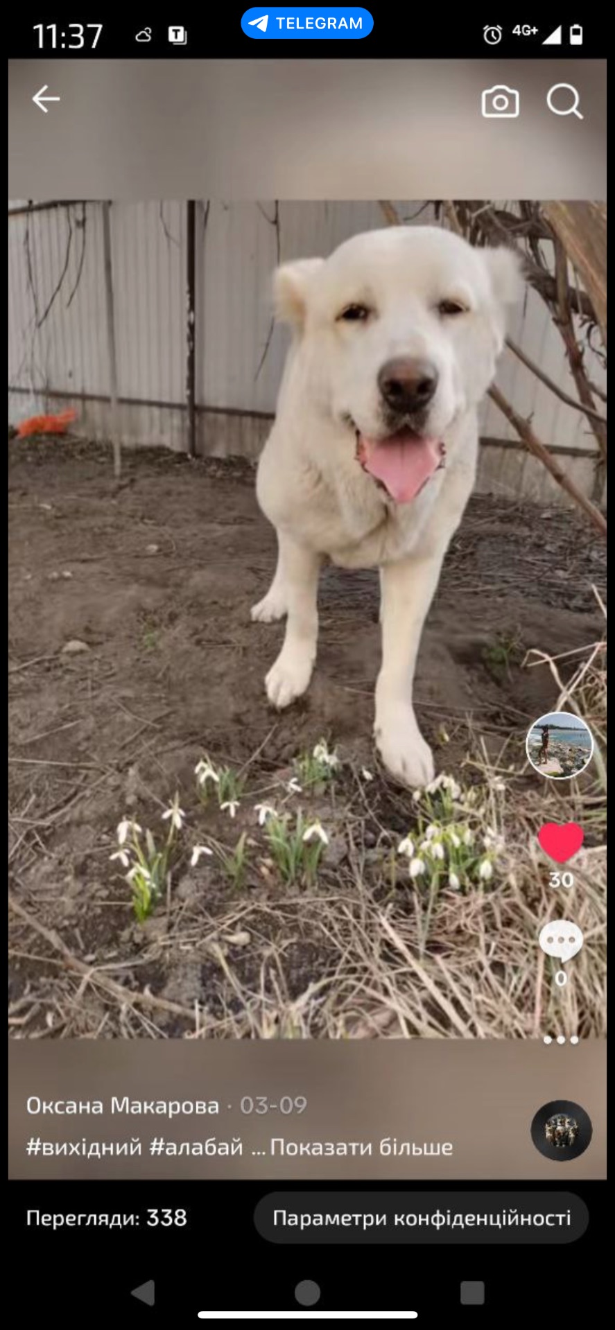 Алабай дівчинка