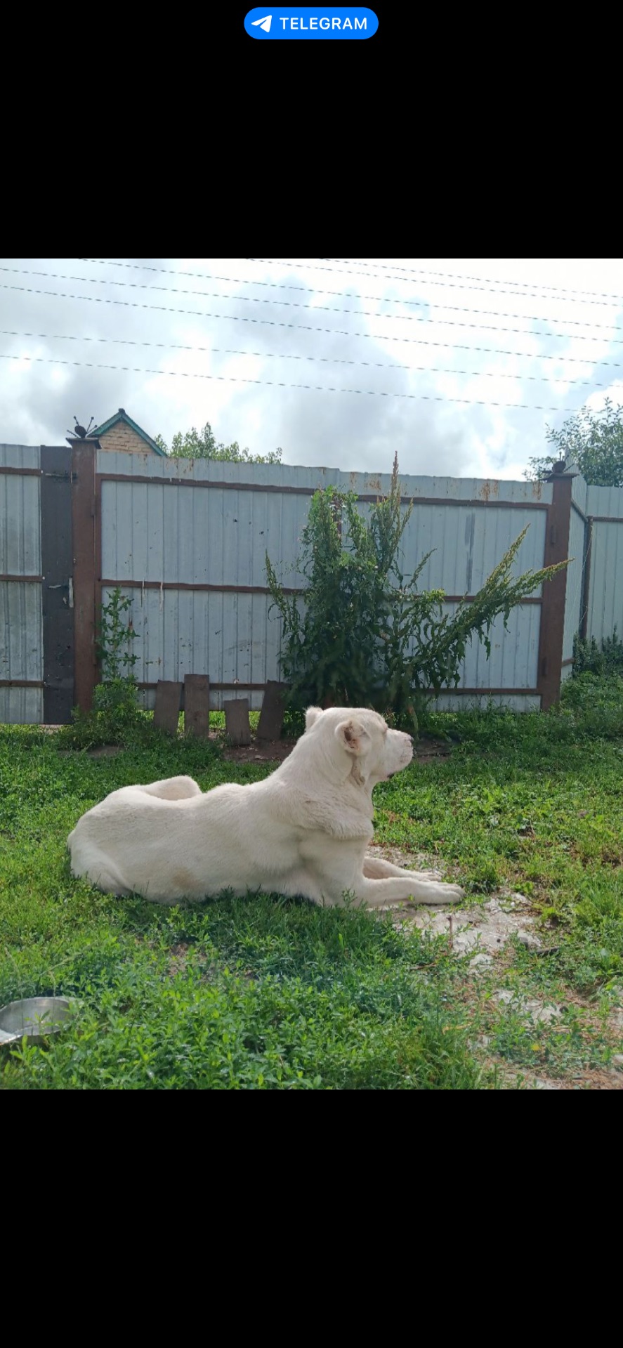 Алабай дівчинка