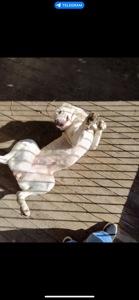 Алабай дівчинка