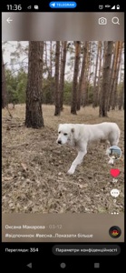 Алабай дівчинка