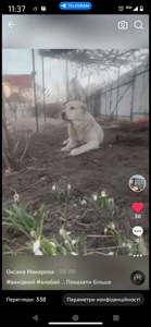 Алабай дівчинка