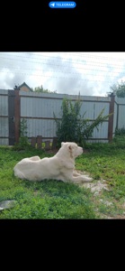 Алабай дівчинка