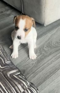 Цуценята Джек Рассел тер'єр