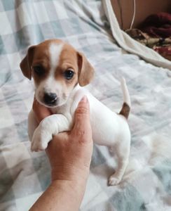 Цуценята Джек Рассел тер'єр