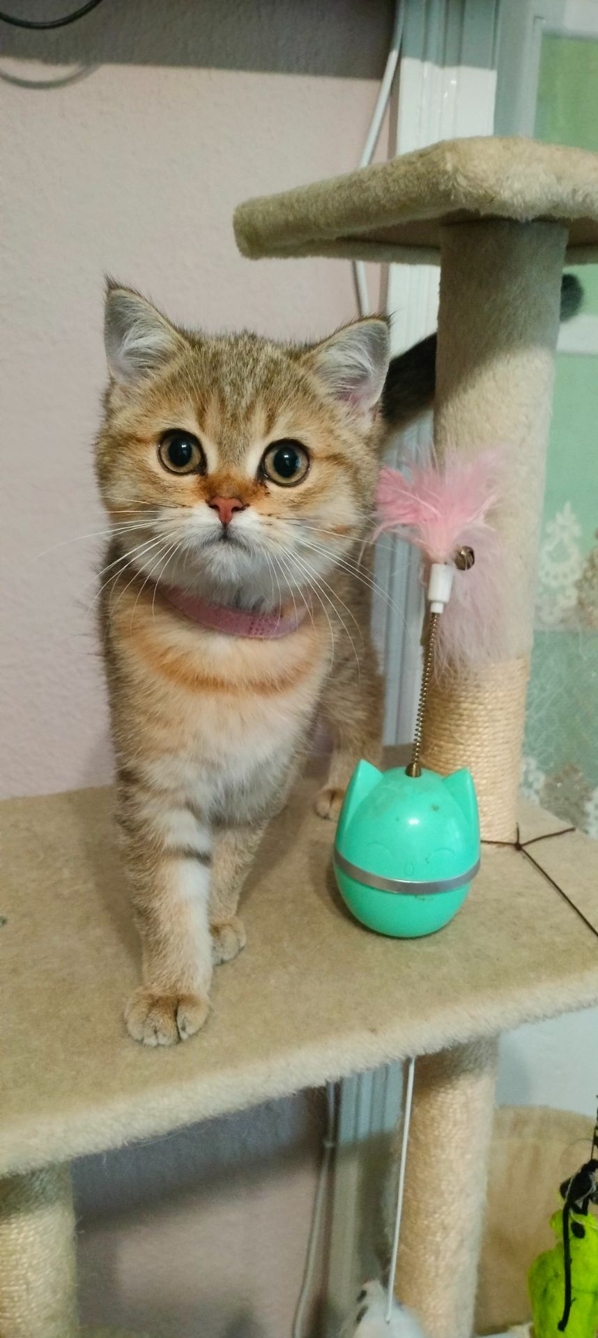 Шотландська Золота Шиншила