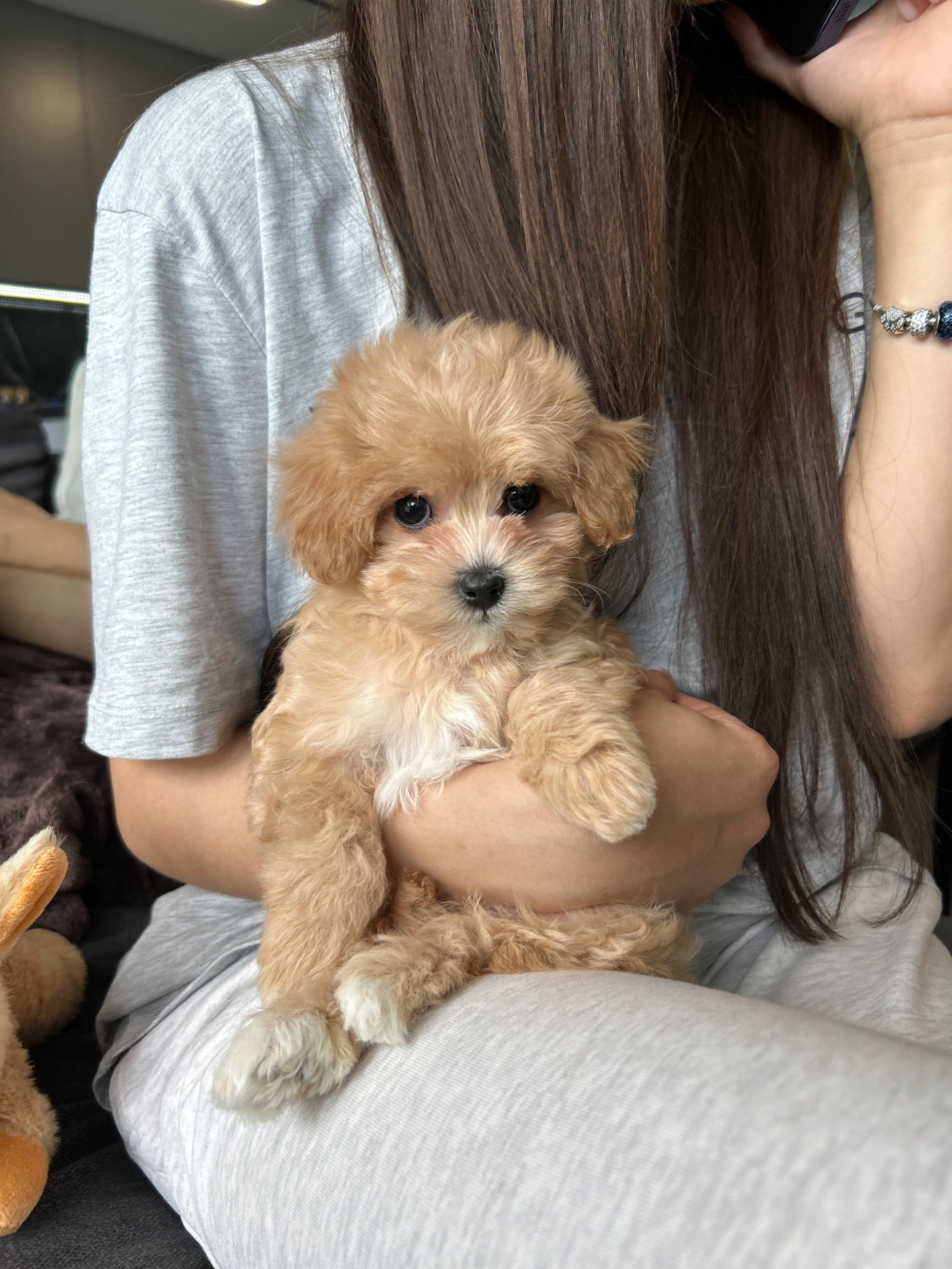 Мальчики мальтипу ф1 мини