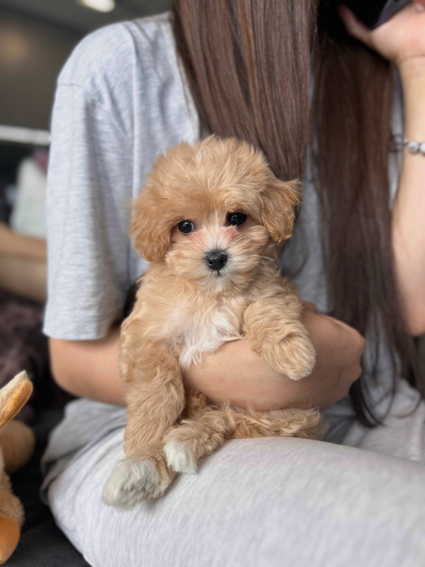 Мальчики мальтипу ф1 мини