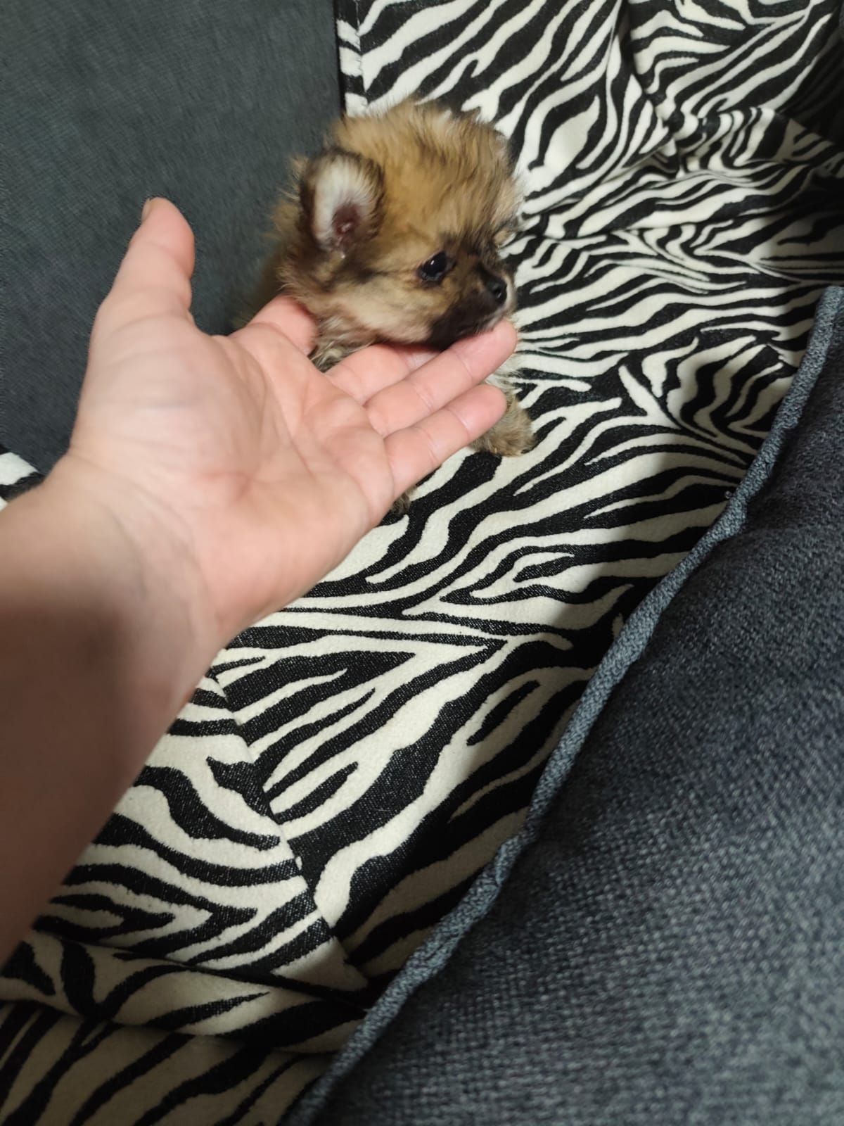 Цуценя померанского шпиця