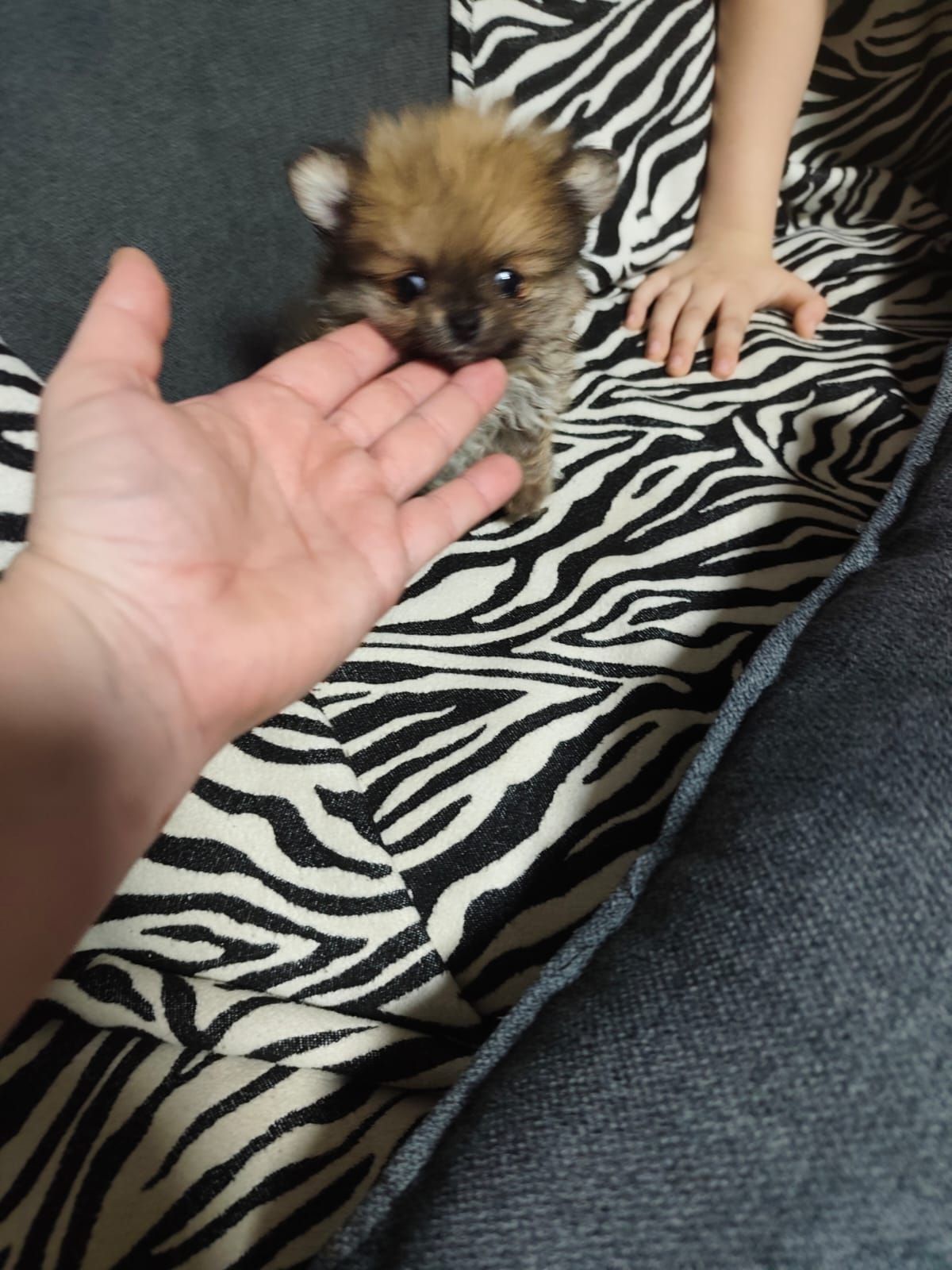 Цуценя померанского шпиця