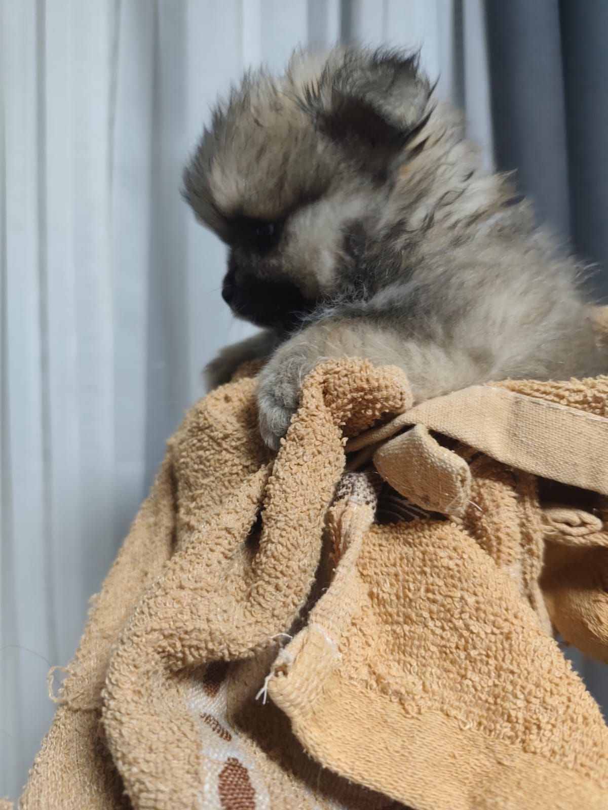 Цуценя померанского шпиця