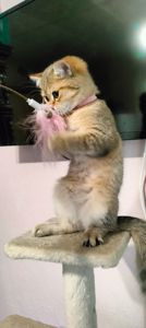 Шотландська Золота Шиншила