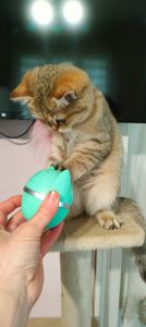 Шотландська Золота Шиншила