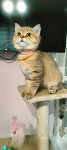 Шотландська Золота Шиншила