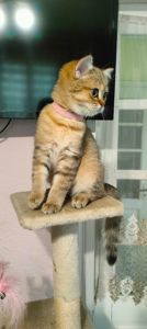 Шотландська Золота Шиншила