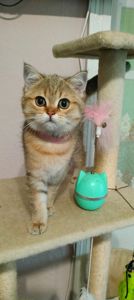 Шотландська Золота Шиншила