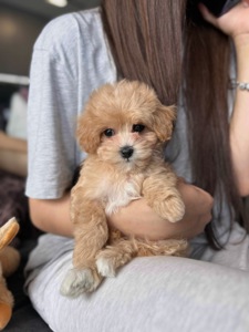 Мальчики мальтипу ф1 мини