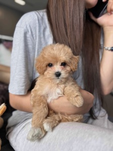 Мальчики мальтипу ф1 мини