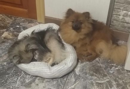 Цуценя померанского шпиця