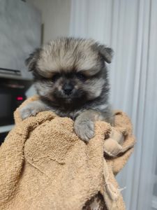 Цуценя померанского шпиця