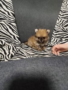 Цуценя померанского шпиця