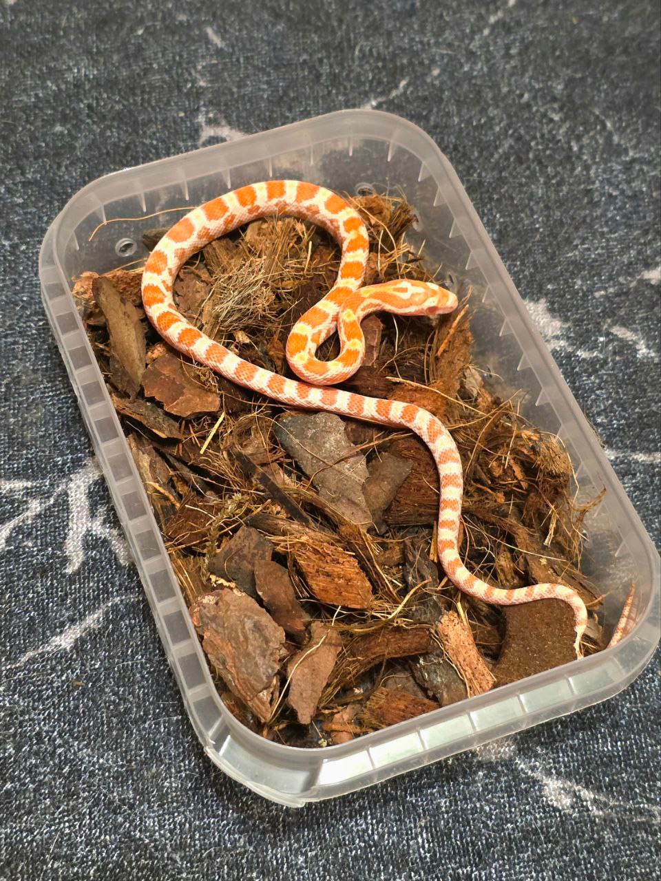 Маїсовий полоз