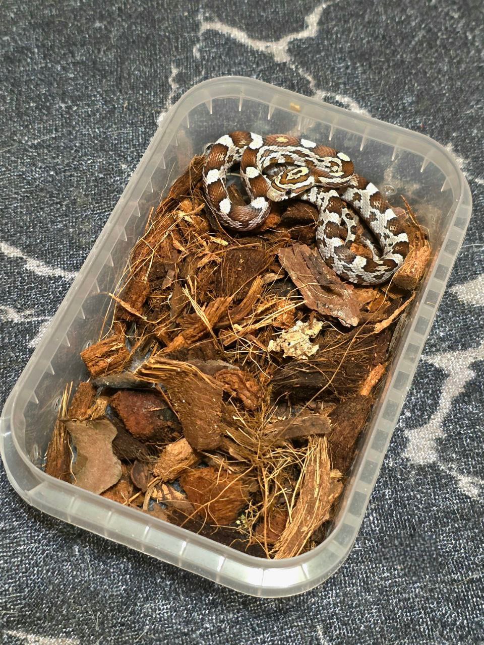 Маїсовий полоз