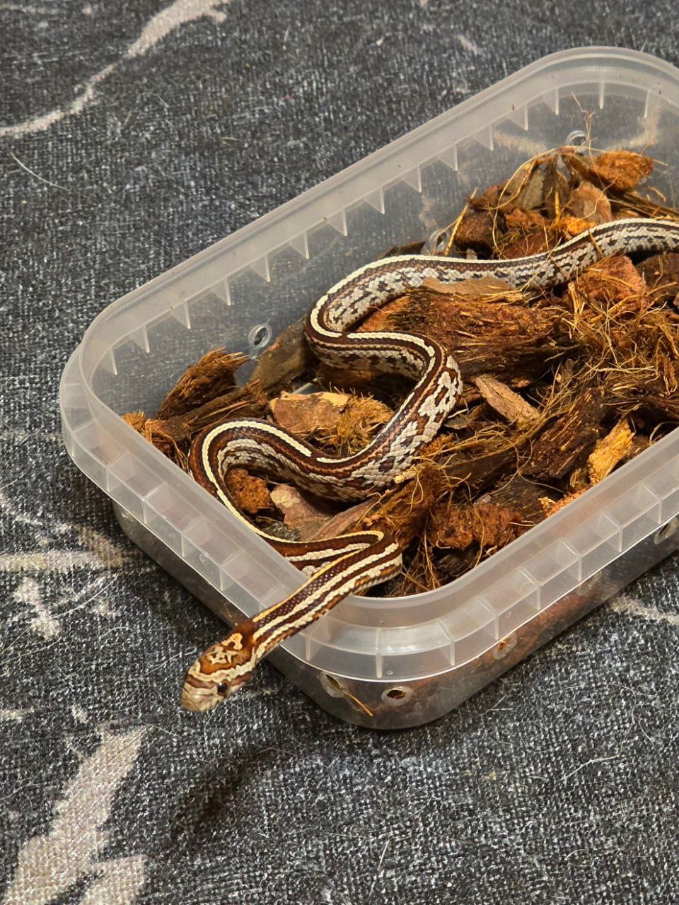 Маїсовий полоз