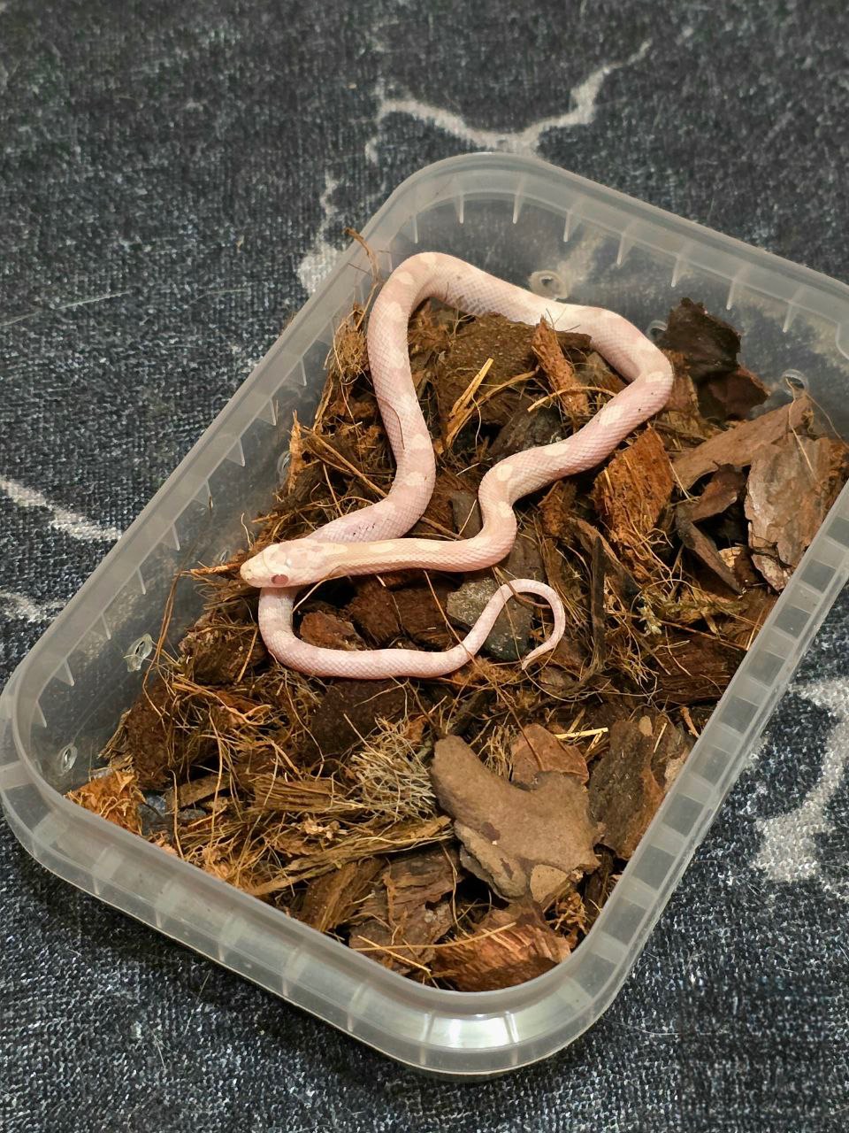 Маїсовий полоз