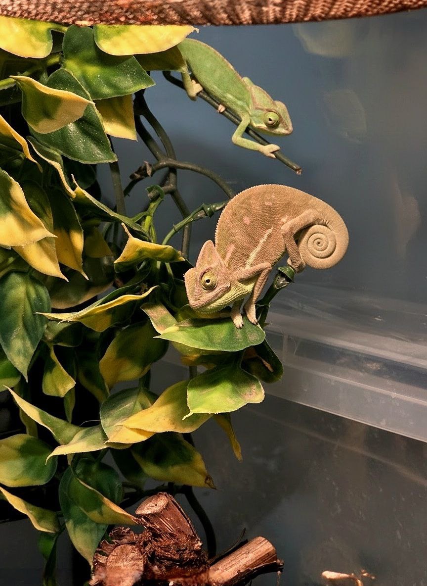 Єменський хамелеон