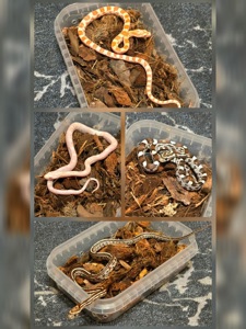 Маїсовий полоз