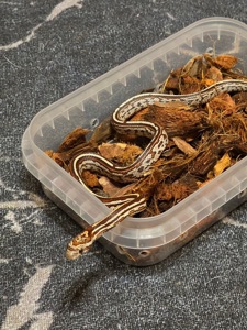 Маїсовий полоз