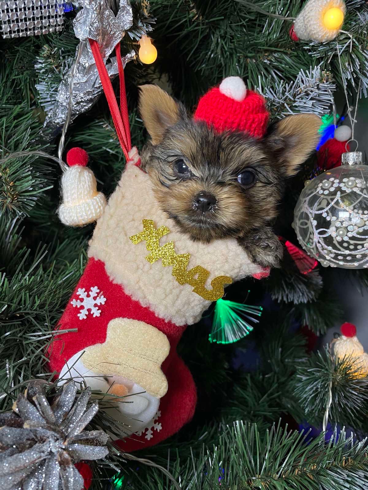 Щенки йоркширского терьера