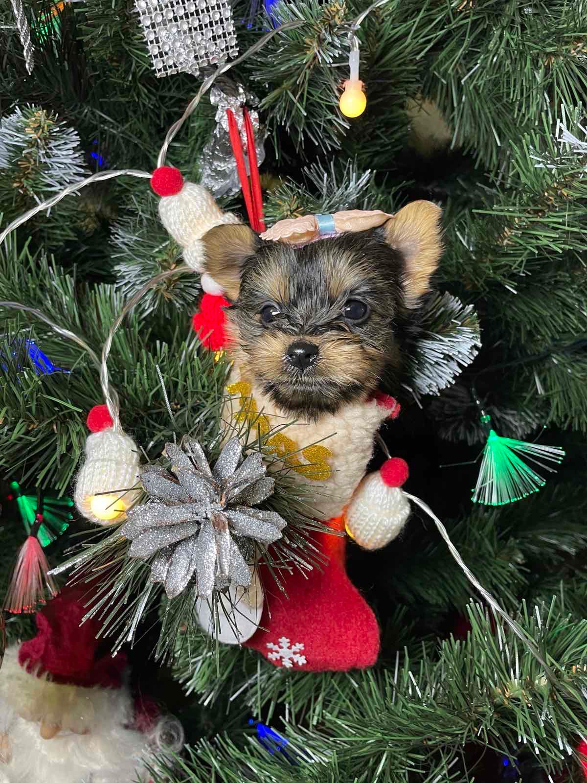 Щенки йоркширского терьера