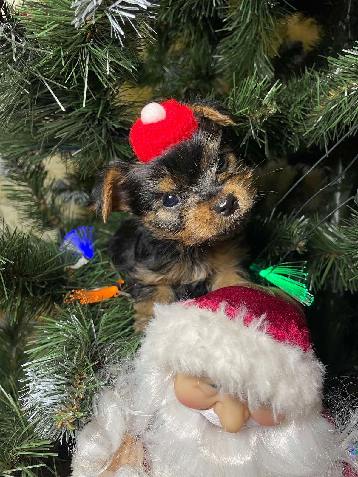 Щенки йоркширского терьера