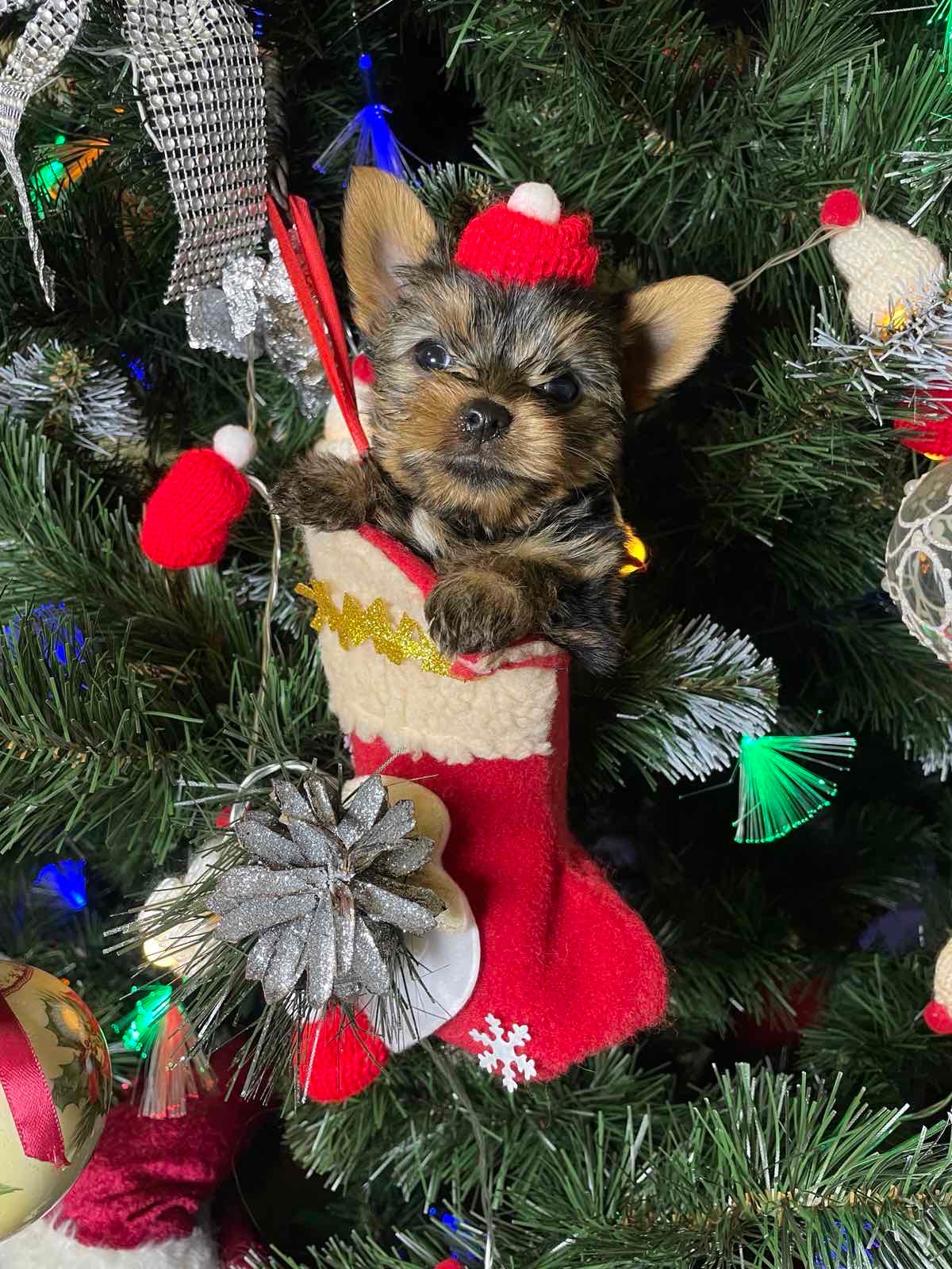 Щенки йоркширского терьера