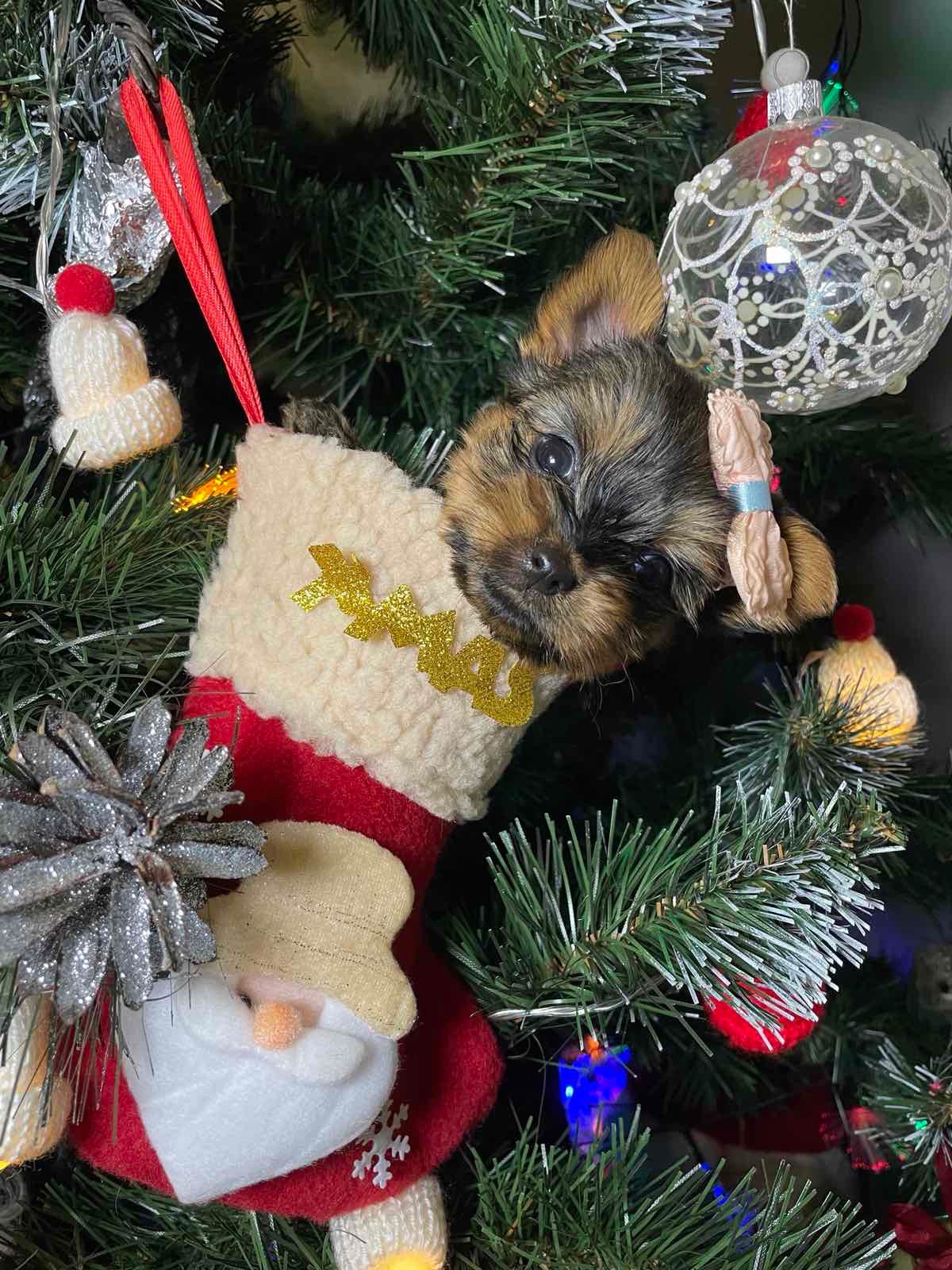 Щенки йоркширского терьера